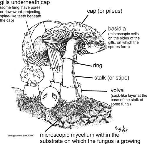 Fungal Cell Structure