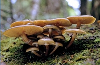 bootlace mushroom (Armillaria spp.)