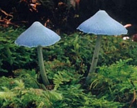 sky-blue mushroom (Entoloma hochstetteri)